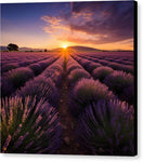 Switch Lavender Fields - Canvas Print 2 image