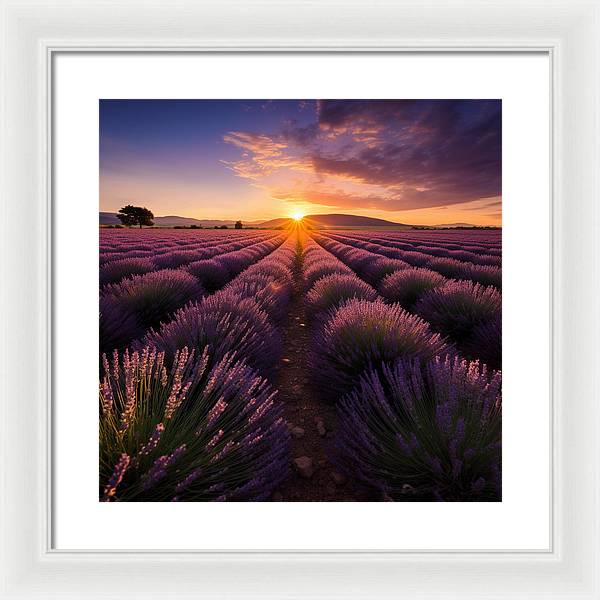 Lavender Fields - Framed Print