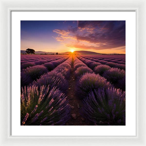 Lavender Fields - Framed Print