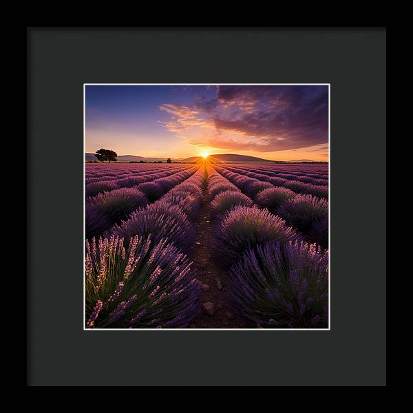 Lavender Fields - Framed Print