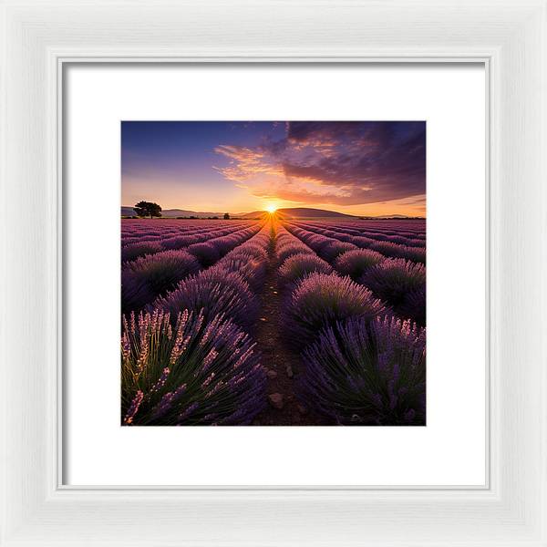 Lavender Fields - Framed Print