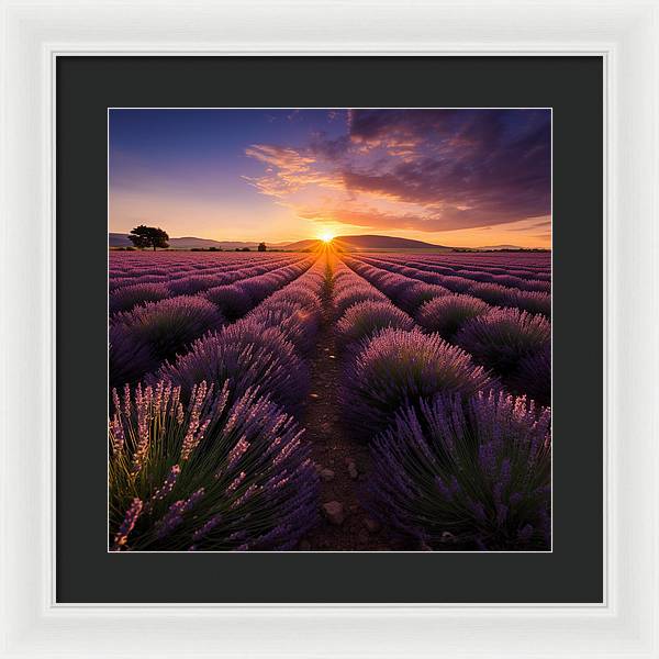 Lavender Fields - Framed Print