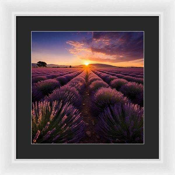 Lavender Fields - Framed Print