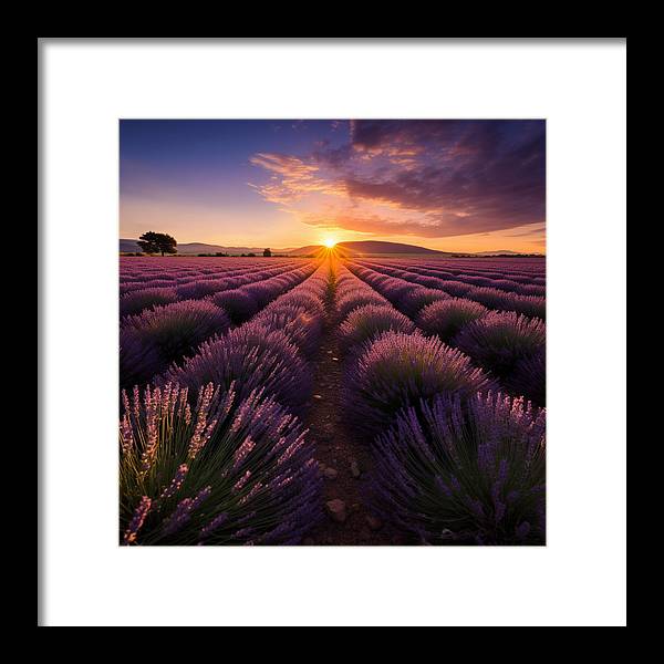 Lavender Fields - Framed Print