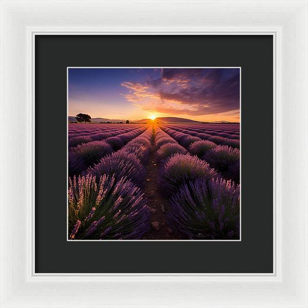 Lavender Fields - Framed Print