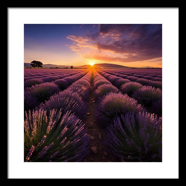 Lavender Fields - Framed Print