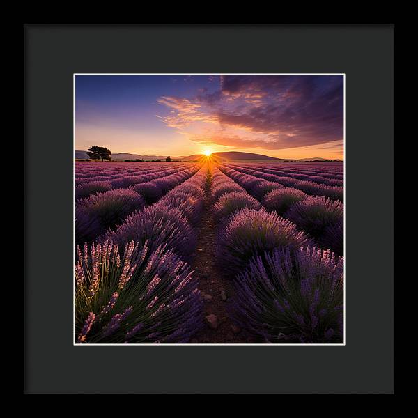 Lavender Fields - Framed Print