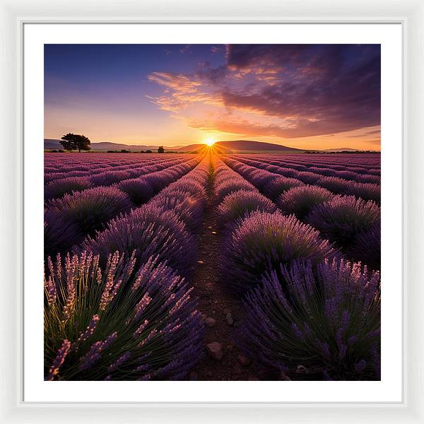 Lavender Fields - Framed Print