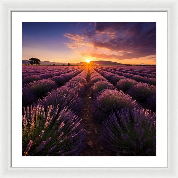 Lavender Fields - Framed Print