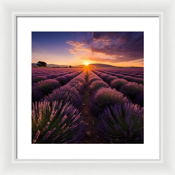 Lavender Fields - Framed Print