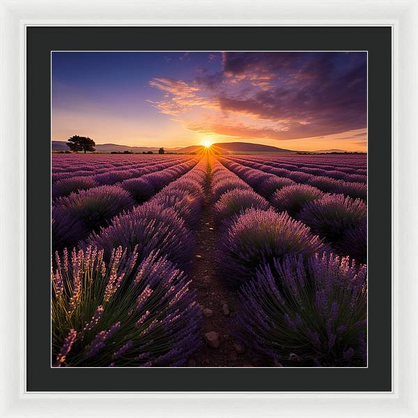 Lavender Fields - Framed Print