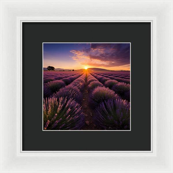 Lavender Fields - Framed Print