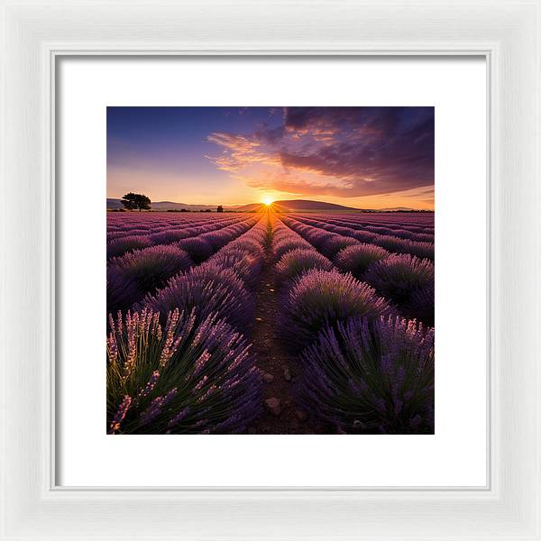 Lavender Fields - Framed Print