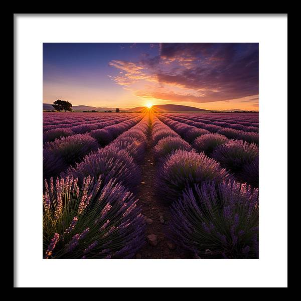 Lavender Fields - Framed Print