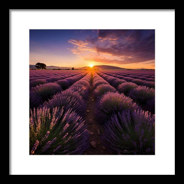 Lavender Fields - Framed Print