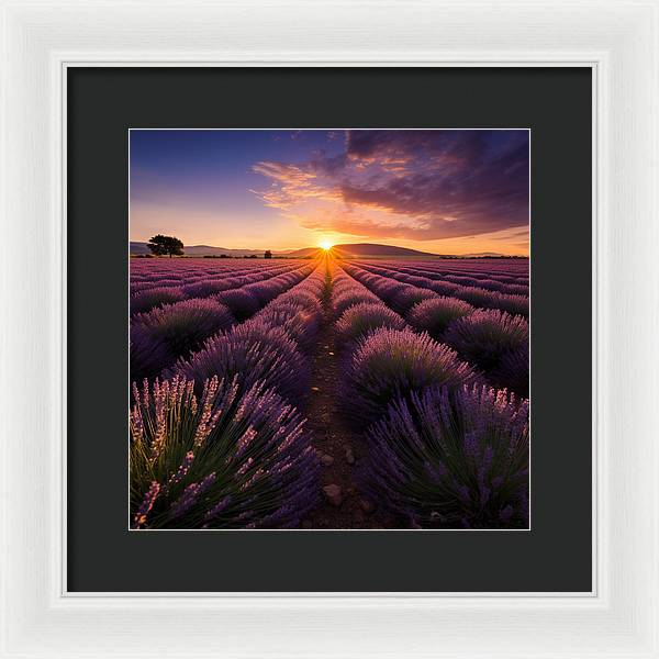 Lavender Fields - Framed Print