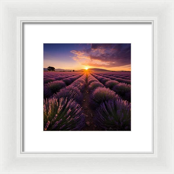 Lavender Fields - Framed Print