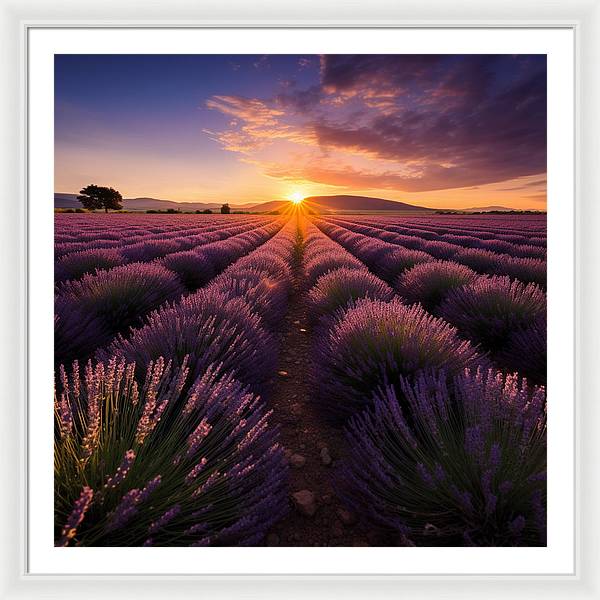 Lavender Fields - Framed Print